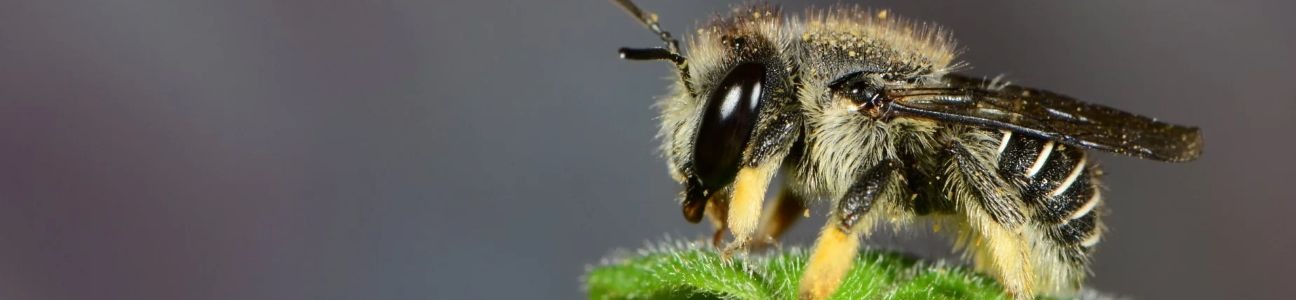 Afranthidium Species