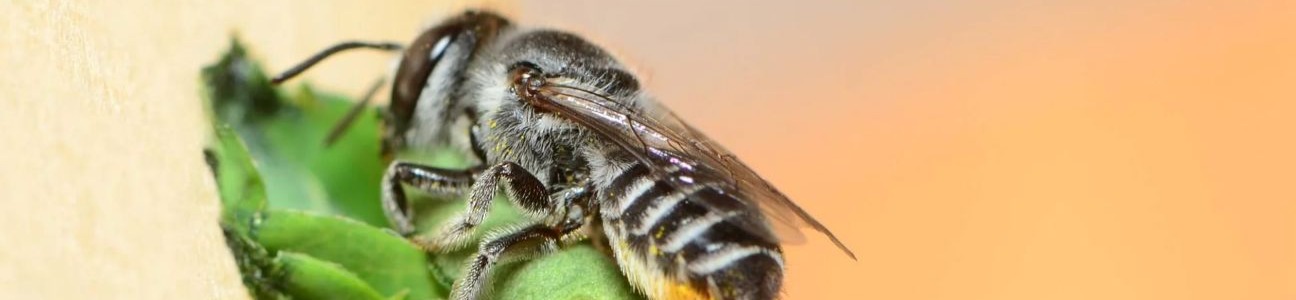Megachile species (Leaf Cutter Bee)