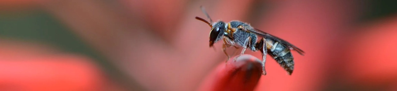 Colletidae Species (Membrane Bee)